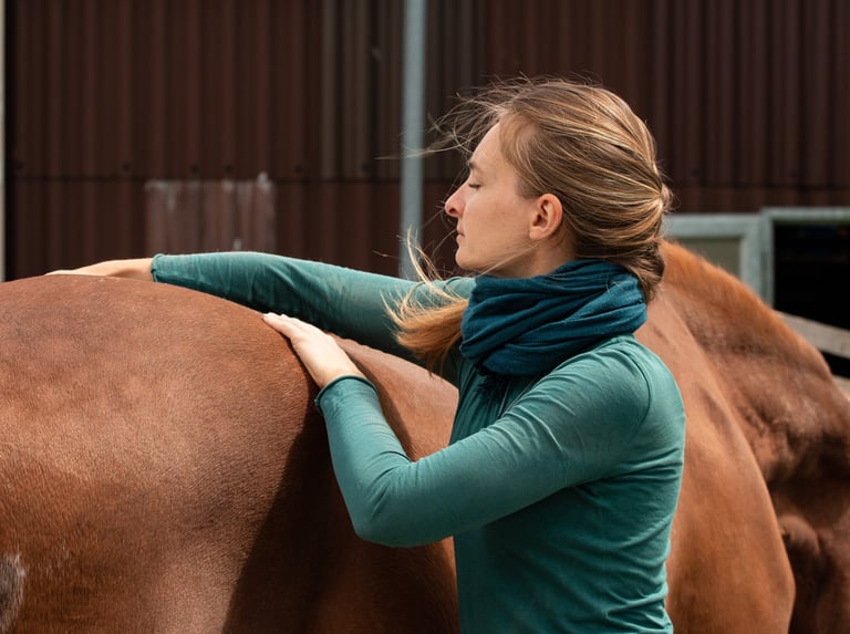 Acupressure according to TCM on a horse