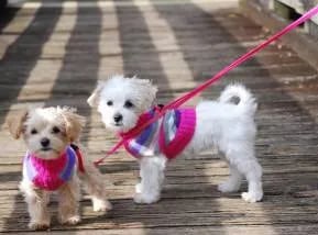maltipoo
