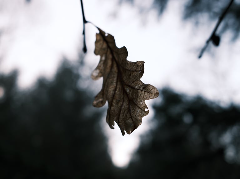 Miked Oak and Silver Birch Woodland - Priory Wood (10 minutes walk Northwest from the cottage)