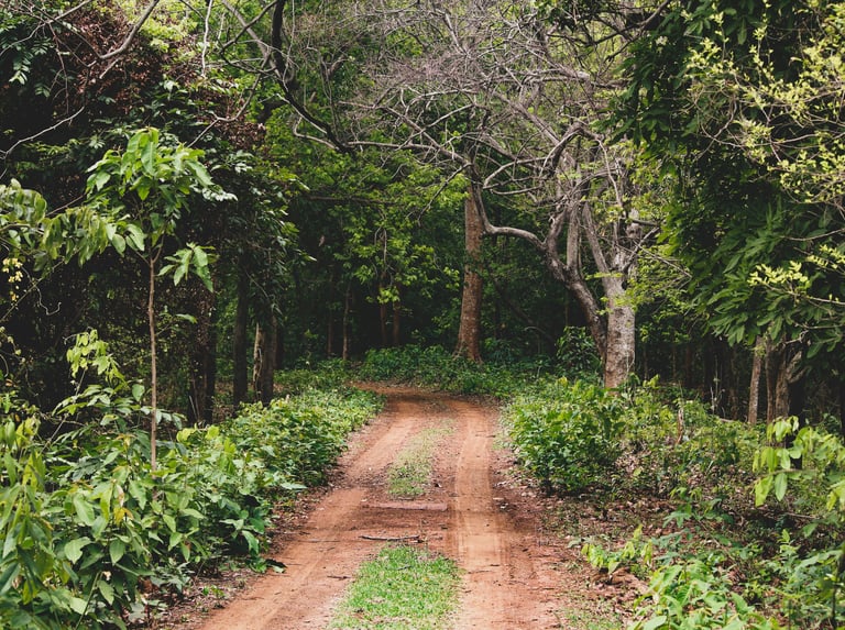 Odisha Jungle Holidays by Soma Journeys