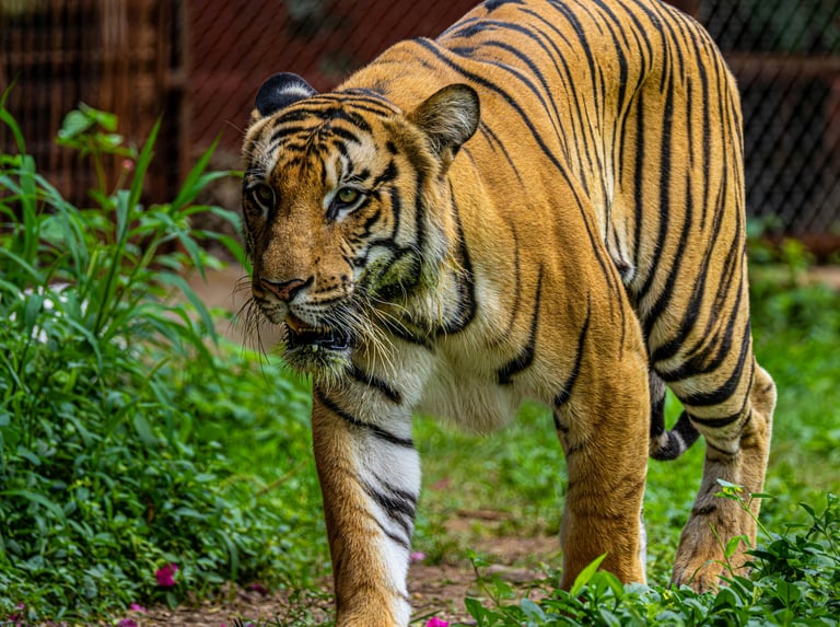 Sundarban Holidays by Soma Journeys