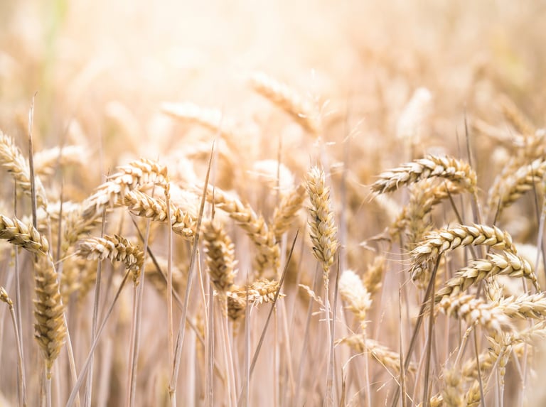 Ferme des pains sauvages - atelier céréales