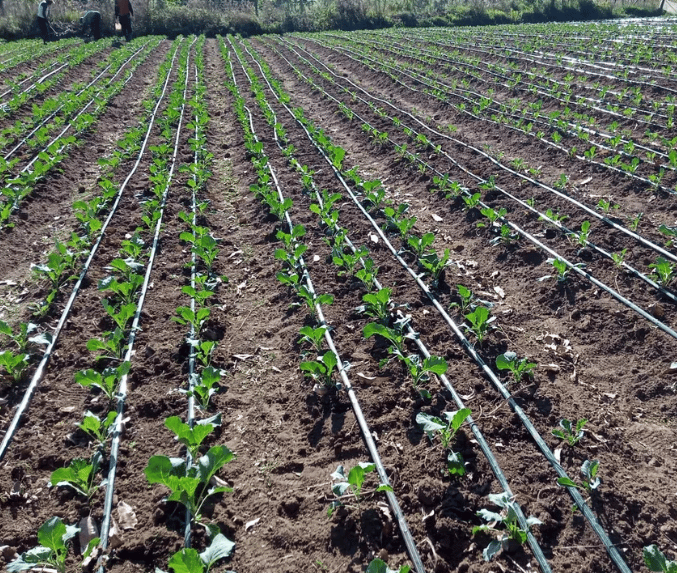 Landscape Irrigation Services in Visakhapatnam