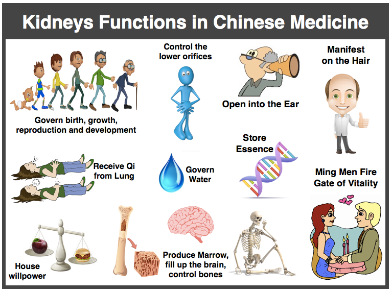 TCM kidneys