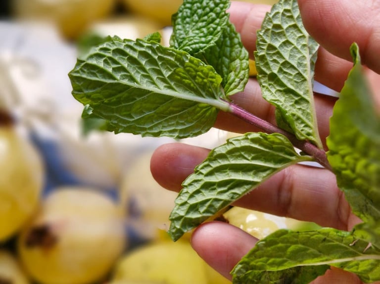 Un zoom a un mazo de hierbabuena sobre unas guayabas.