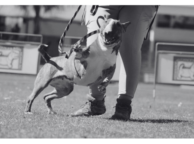 Bull terrier saltando feliz mientras recibe educación en San Luis Potosí