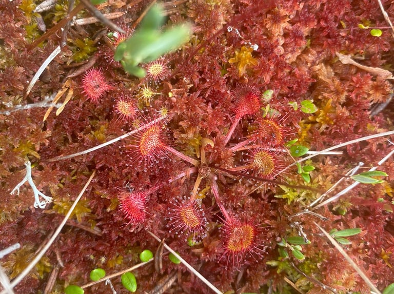 Carnivorous plants