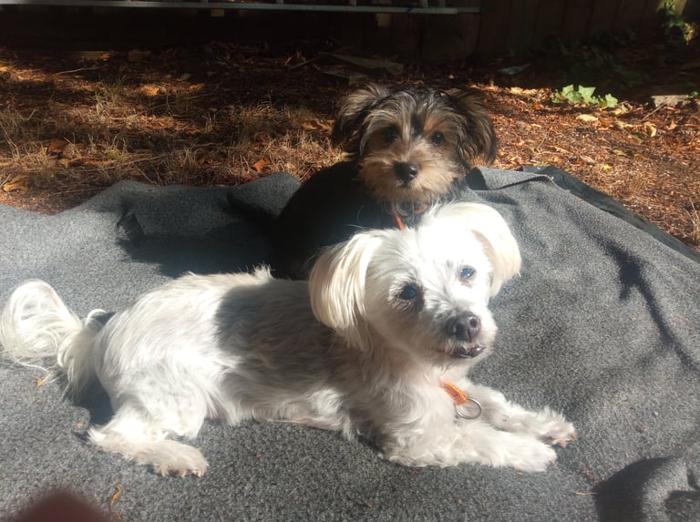 We look forward to looking after your pup at Dogs at Home Away From Home!