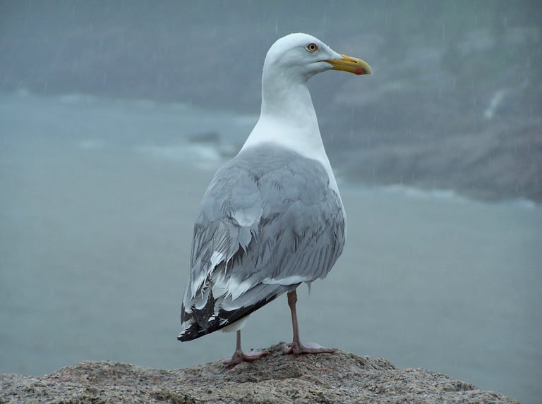 Coastal Rains