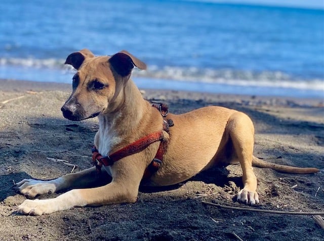 un chien couché sur la plage avec un harnais