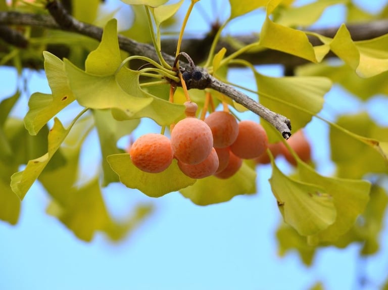 yellow ginkgo biloba leaves and fruits