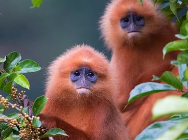 The endemic Red Leaf Monkeys at Danum Valley Rainforest