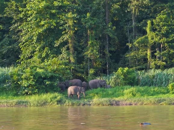 Borneo pygmy elephants on the Kinabatangan River