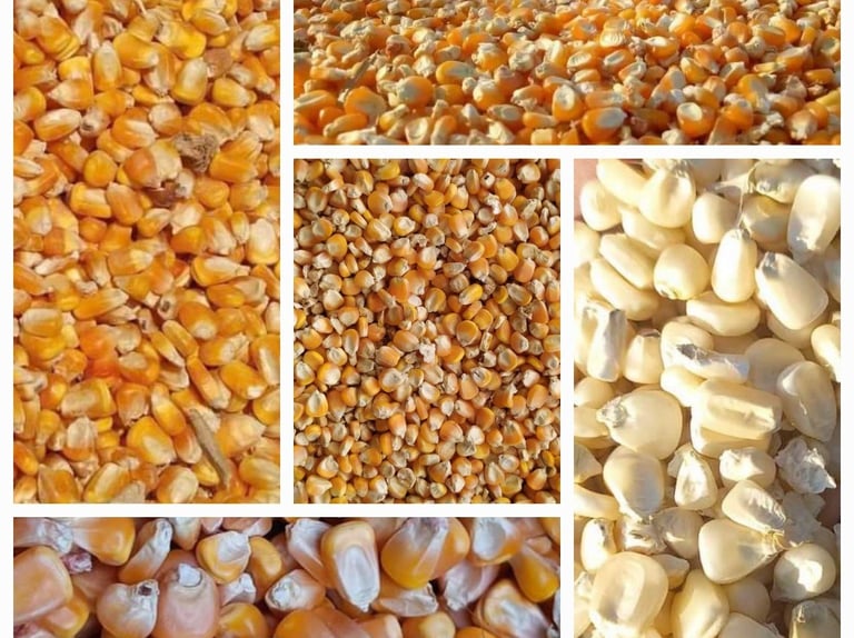 Biggest Maize Yellow Corn Exporters in Pakistan