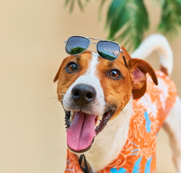 Jack Russell Terrier con una camiseta naranja y gafas de sol sobre la cabeza