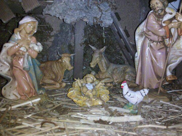 rooster in nativity scene