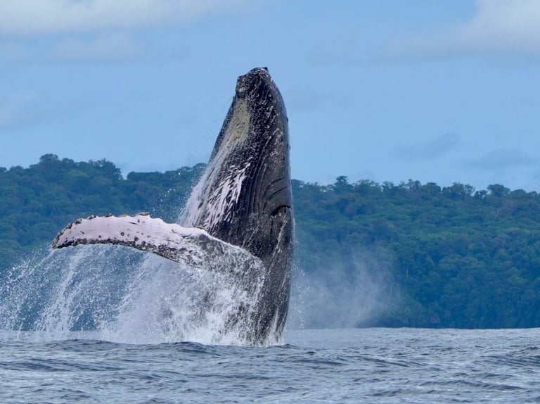 Humpback whale breaching .Ballena Marine Park ,Costa Rica