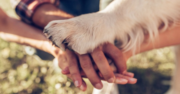 L'union entre l'humain son animal et le coach comportementaliste animalier
