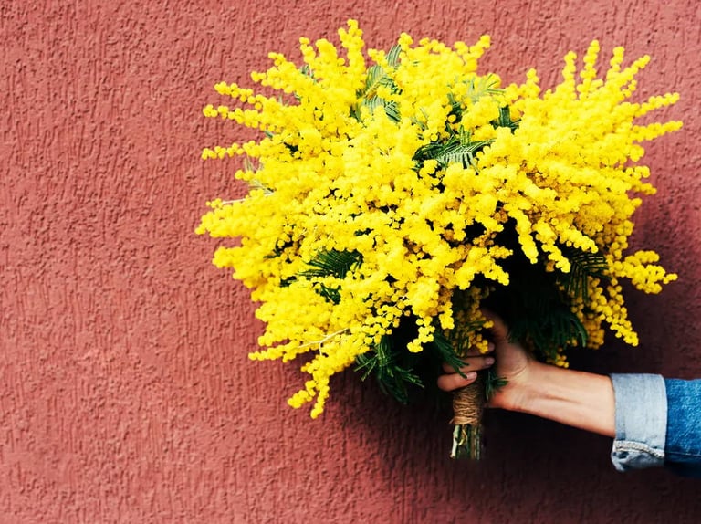 mimosa-women-day-festa-donna