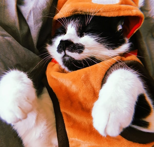 Un gato esmoquin durmiendo con un adorable disfraz de zorro naranja con capucha en una cama mullida.