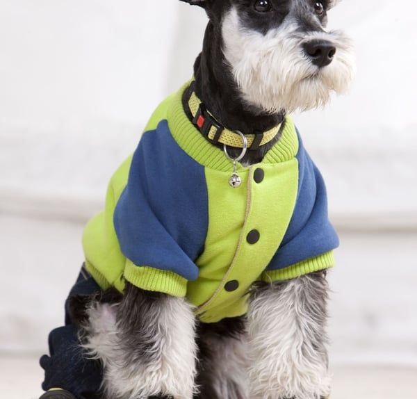 Miniature Schnauzer dog wearing a green and blue fleece jacket and protective dog boots.