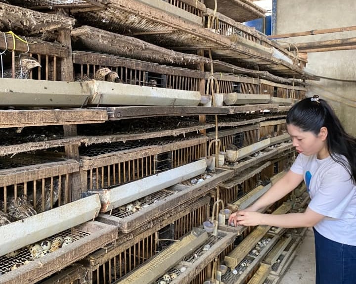 trứng chim cút bóc sẵn Đông Anh, Hà Nội, chim cút thịt, chim câu thịt giá sỉ