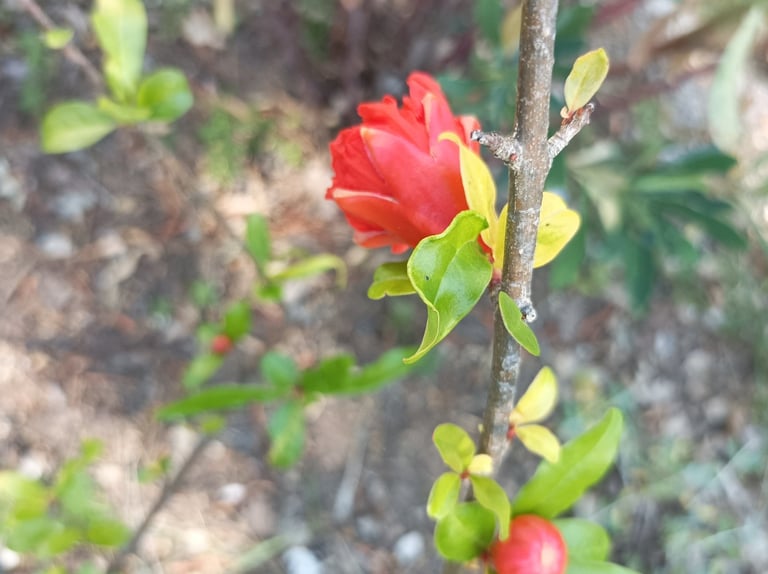 TheThe  first punica flower on our transplanted shrub