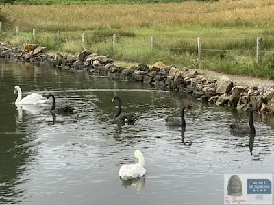 Ty Bayon Meublé de tourisme 4 étoiles : Rythme des cygnes