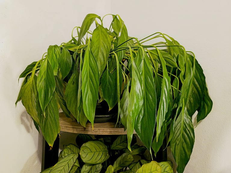 Peace Lily plant that has wilted due to underwatering