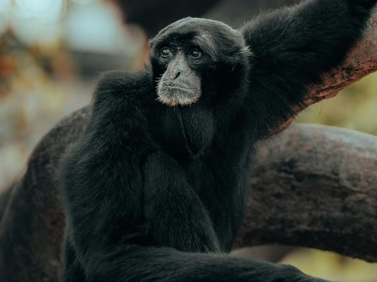 Photo by Osmany Mederos: https://www.pexels.com/photo/black-monkey-on-brown-tree-branch-14357623/