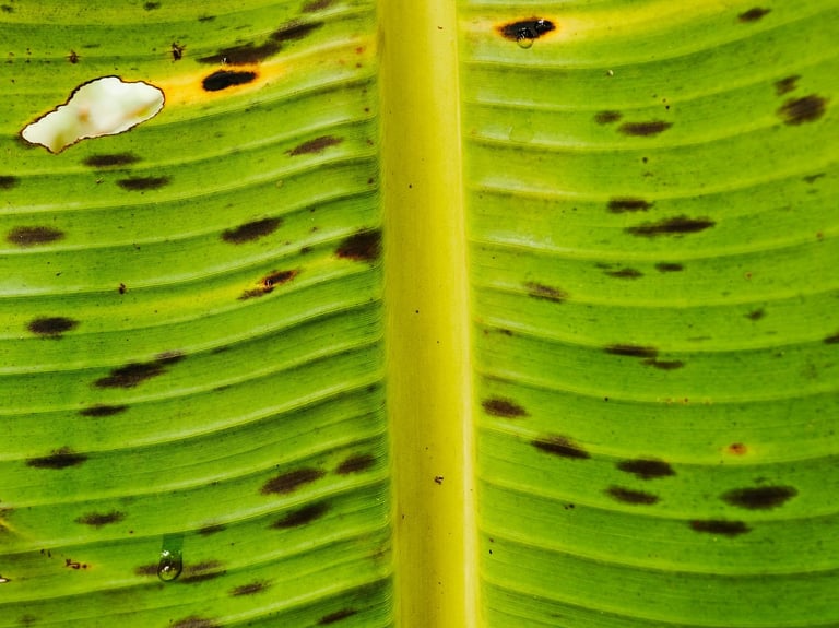 Musa sp Banana with bacterial leaf spot