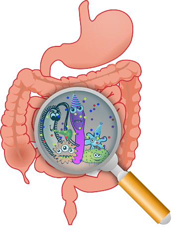 Imagen de Microbiota utilizado en la pagina web de la Dra. Arlenis Guzmán