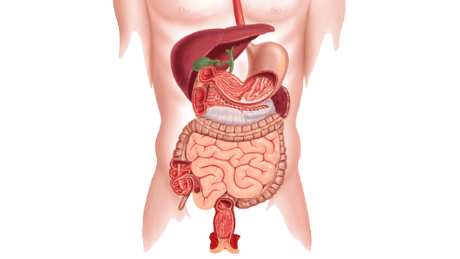 Imagen del Sistema Digestivo sin fon utilizado en el sitio web de la Dra. Arlenis Guzmán para ilustrar gastroenterología