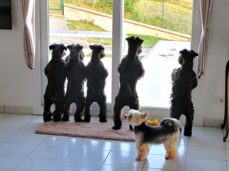 Schnauzers nains noirs voyant un chat!