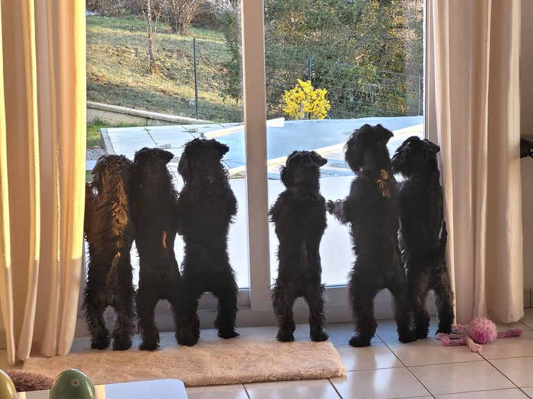 Schnauzers nains noirs voyant une biche!