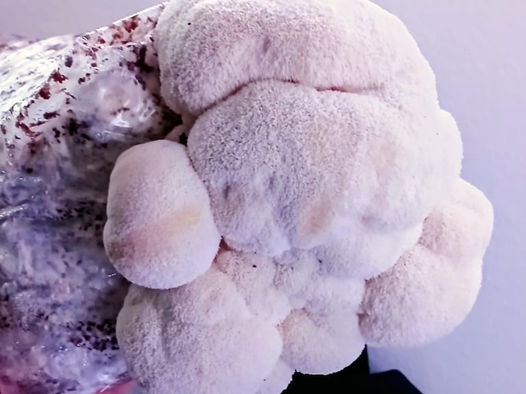 Lions mane side fruiting from grow block