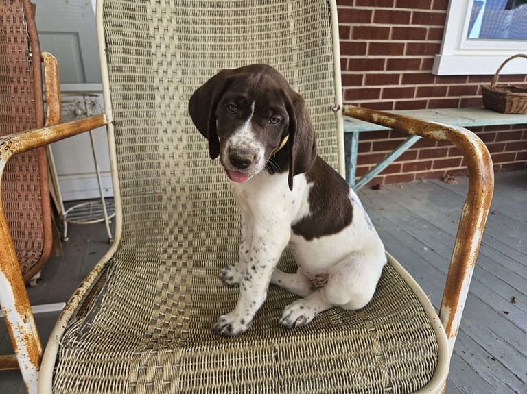 German Shorthaired Pointer Puppies for Sale 