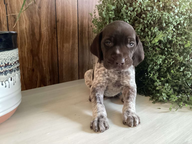 German Shorthaired Pointer Puppies for Sale 