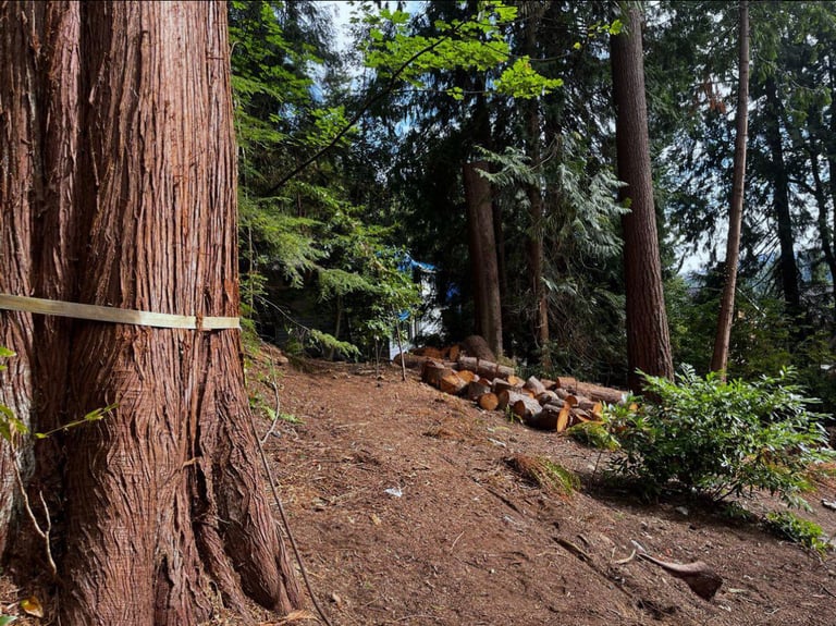 Tree trunk rounds and stumps are being stacked and removed from a woodsy property in Lynnwood