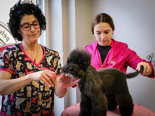 curso de peluquería canina en Alcorcón clase práctica