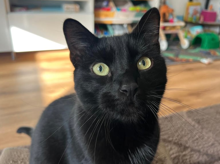 Schwarzer Kater - fluffy family