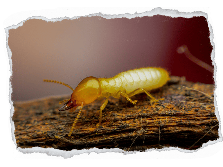 Cupim de madeira seca 