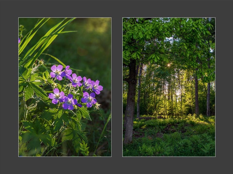 a couple of flowers in a forest and a twilight forest