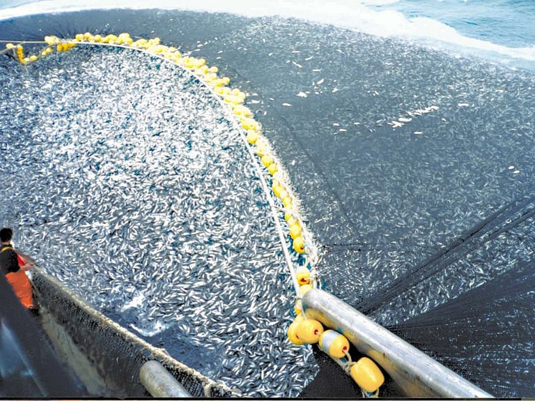 Photo de la pêche de chinchards du Chili par un senneur