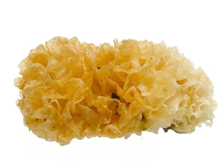 tremella mykotherapie