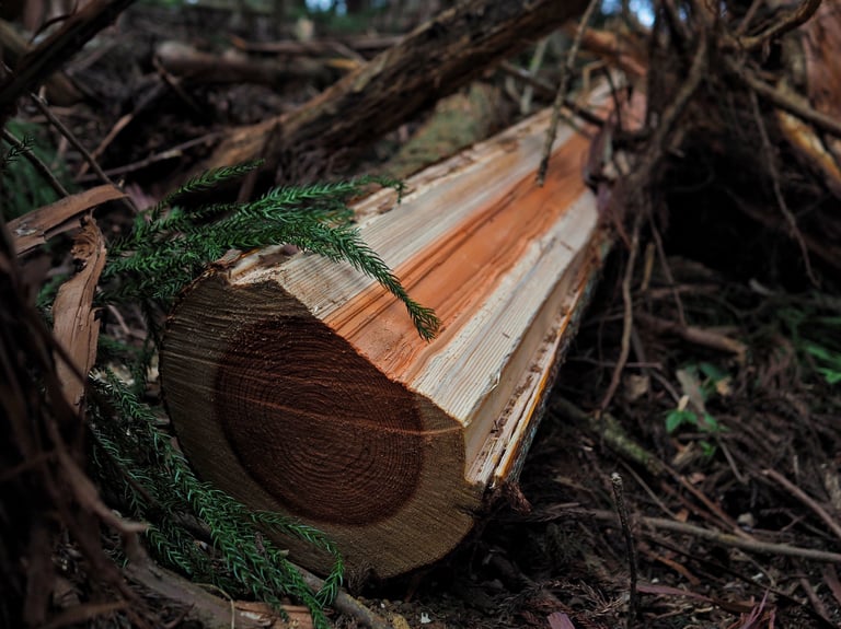 Close-up of a freshly cut sugi log showing wood grain and rings on a forest floor.