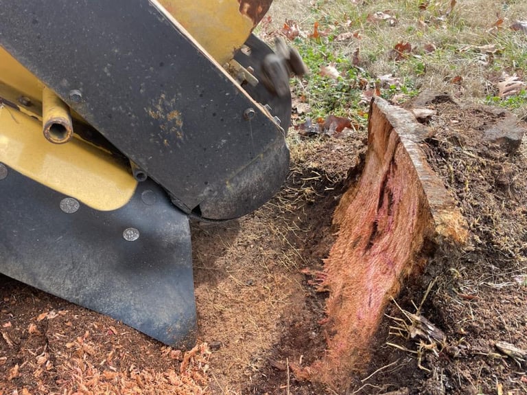 Cherry tree stump removed for Mary Ann Frady