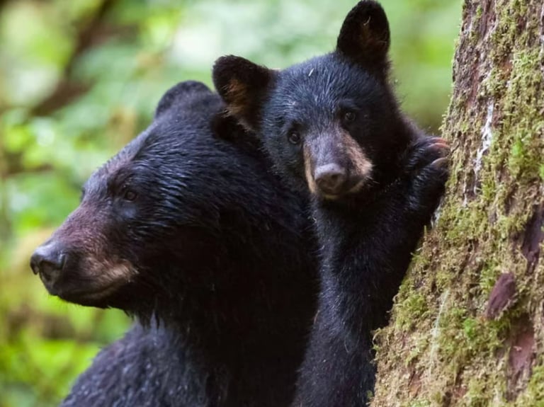 A mother black bear and her cub resting against a mossy tree in a lush green forest.