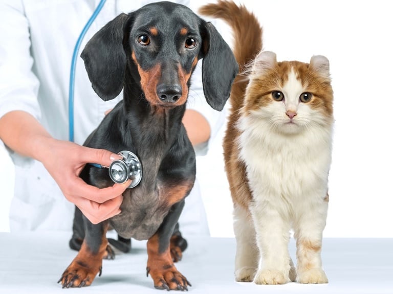 consultório veterinário cães e gatos DAYCARE PET