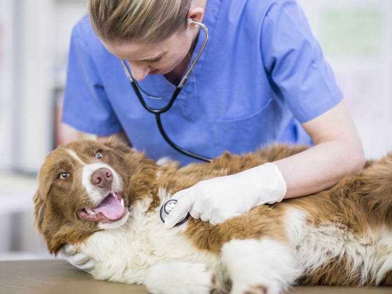 Consulta Veterinária DAY CARE PET
